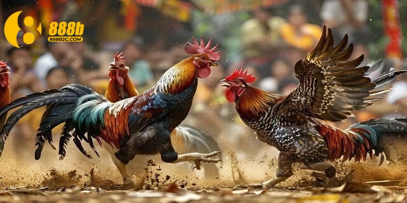 Áp dụng một số mẹo hay vào quá trình đặt cược